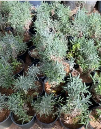 شتلات لافندر