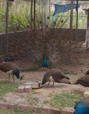 Peacock for sale