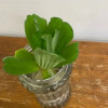Water lettuce
