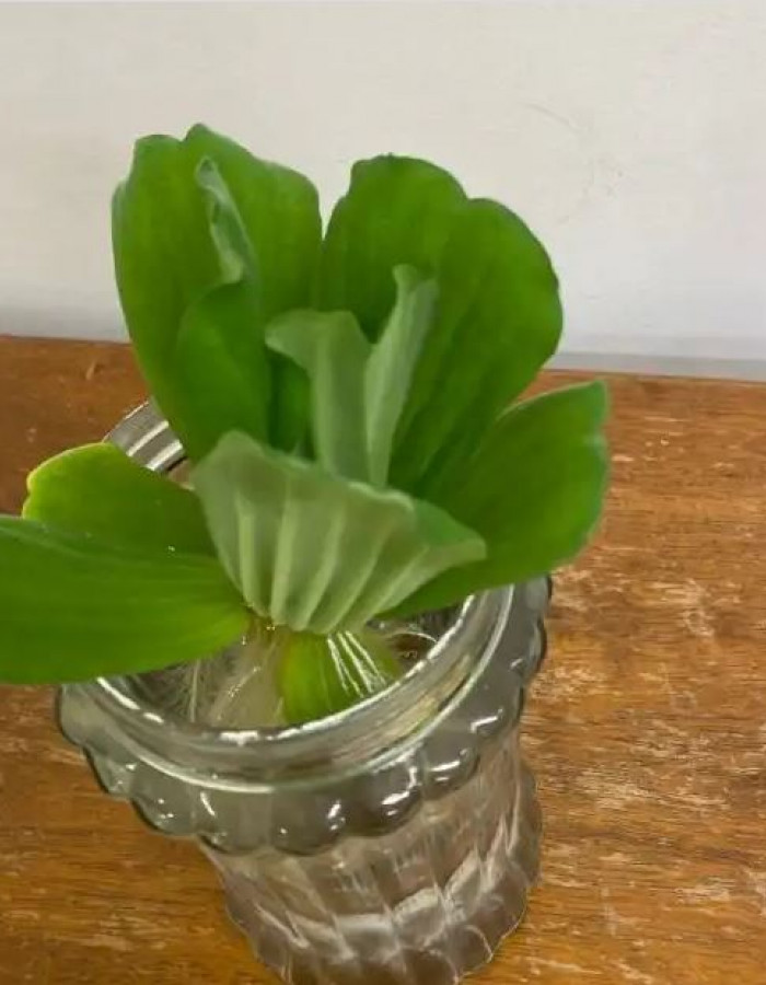 Water lettuce