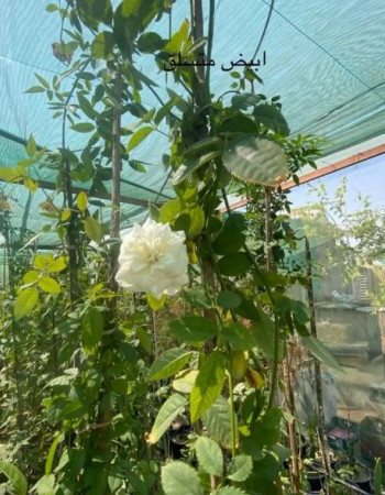 Climbing White And Red Damask Rose Seedlings