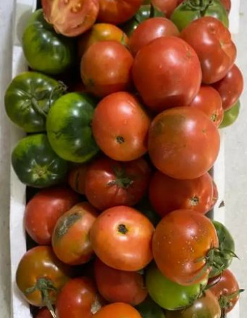 طماطم رامسي للبيع