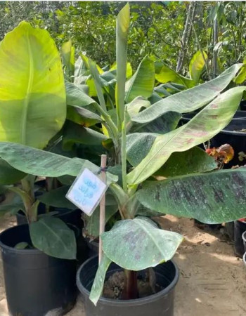 شتلة موز جراند نان 