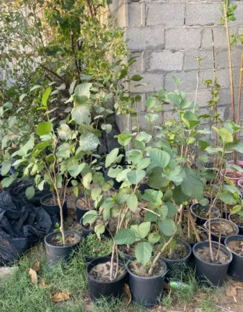 Cordia Myxa Seedlings