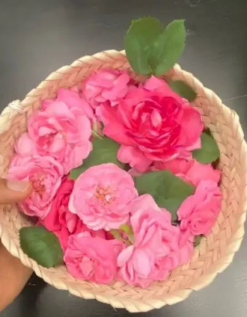 شتلة ورد محمدي 