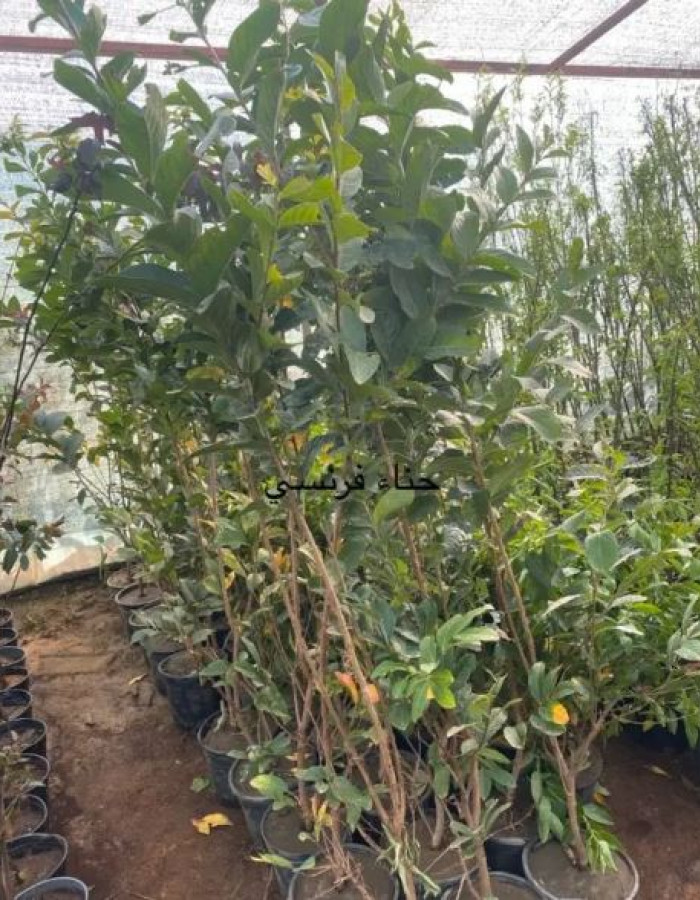 شتلات تمر حناء 