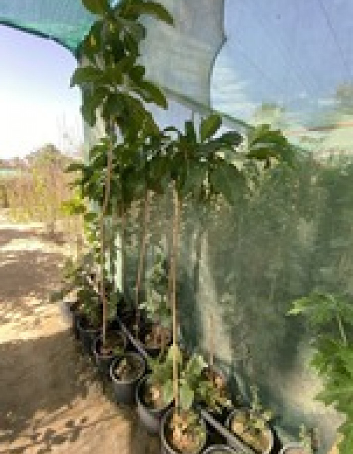 شجرة النوني شجرة النوني