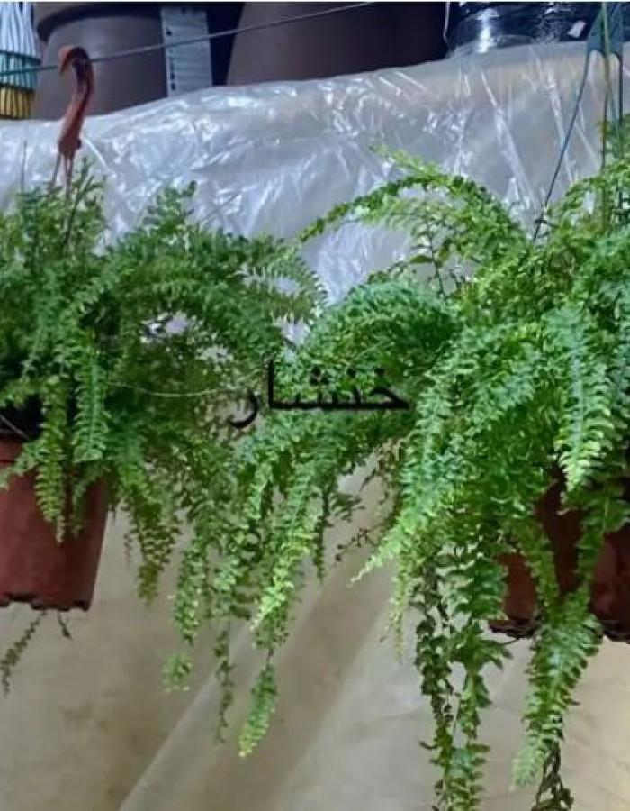 شتلات خنشار علاقي