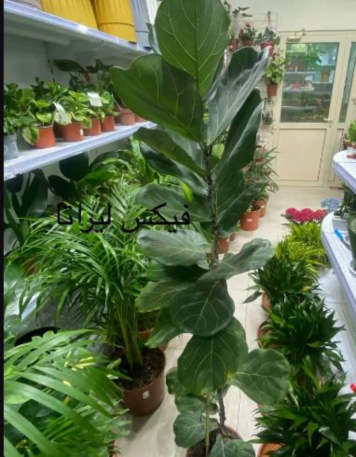  فيكس ليراتا