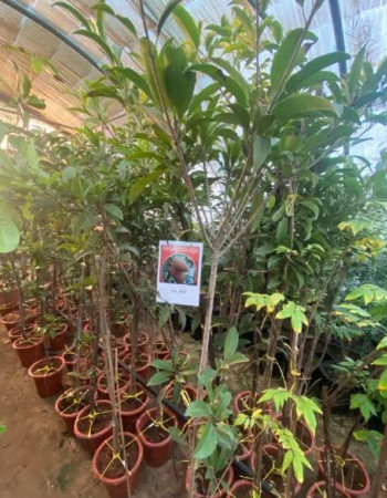 شتلات شيكو بنانا او شيكوي موزي