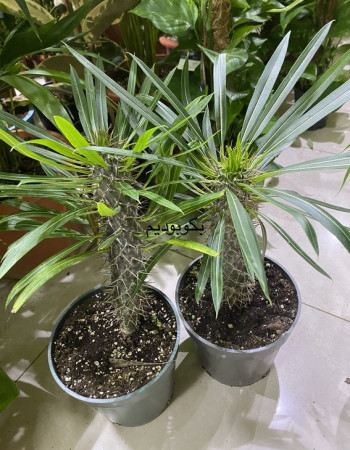 Pachypodium Tree Pachypodium Tree