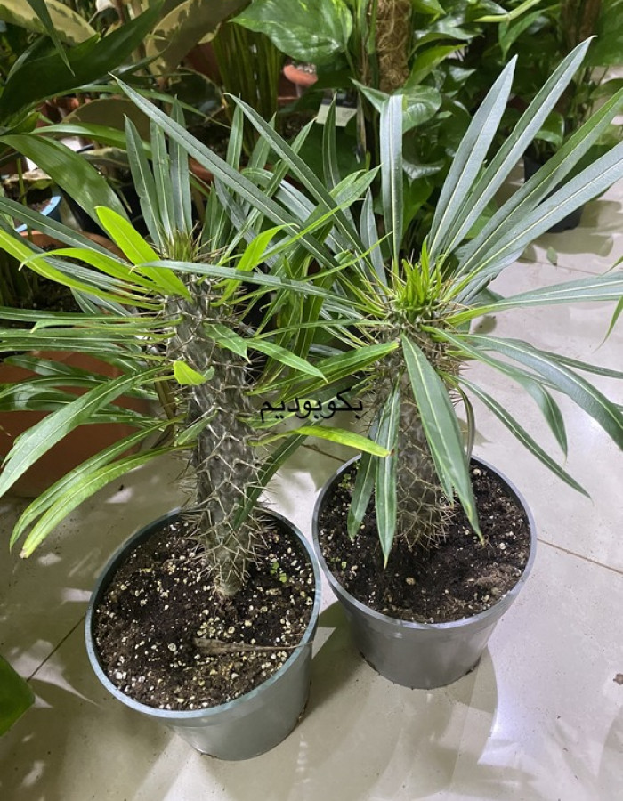 شتلة بكابوديوم  شتلة بكابوديوم