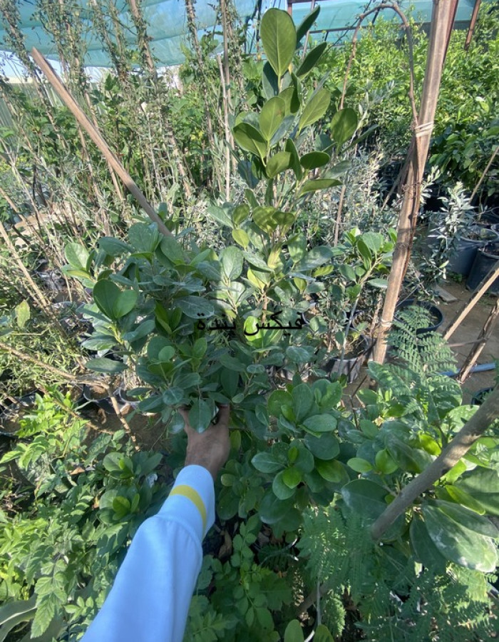 Ficus Panda Seedlings