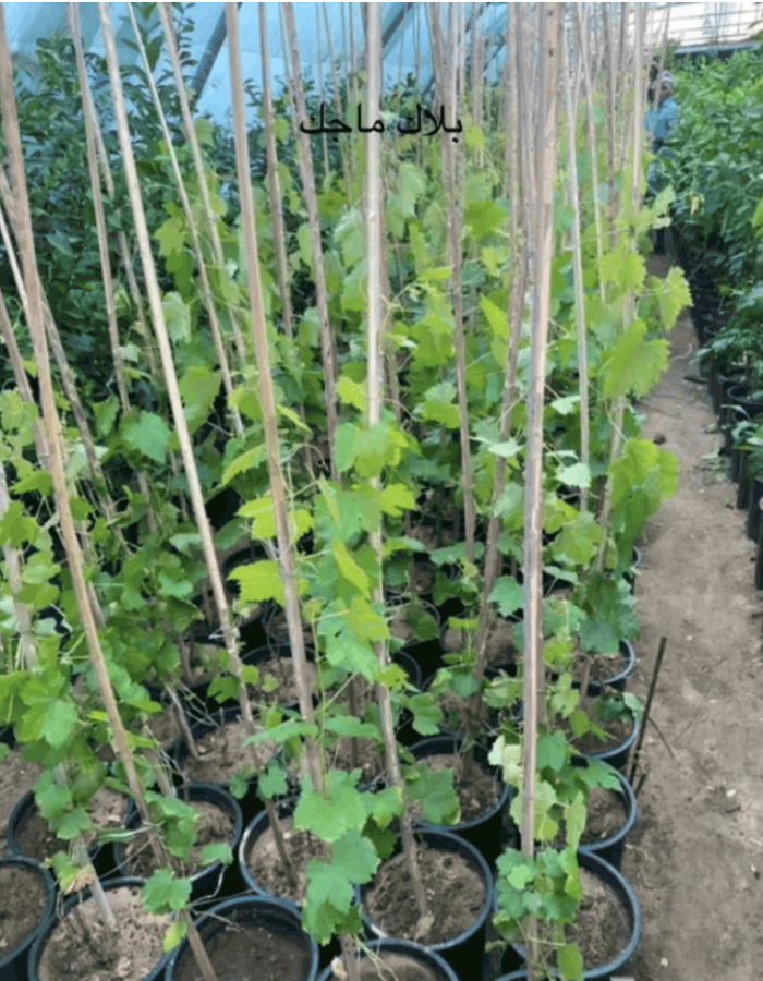 Black Magic Grape Seedlings