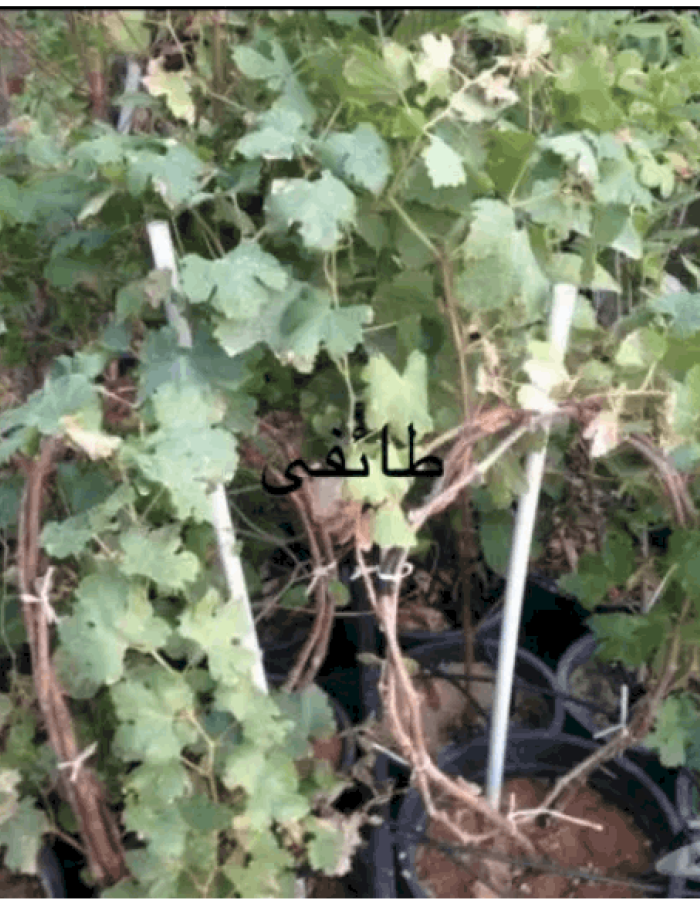 Red and White Grape Seedlings