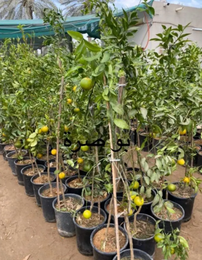 شتلات برتقال ابو صرة   شتلات برتقال ابو صرة