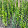 شتلات المندا اصفر شتلات المندا اصفر