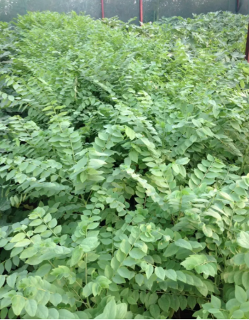 Amla Seedlings Amla Seedlings