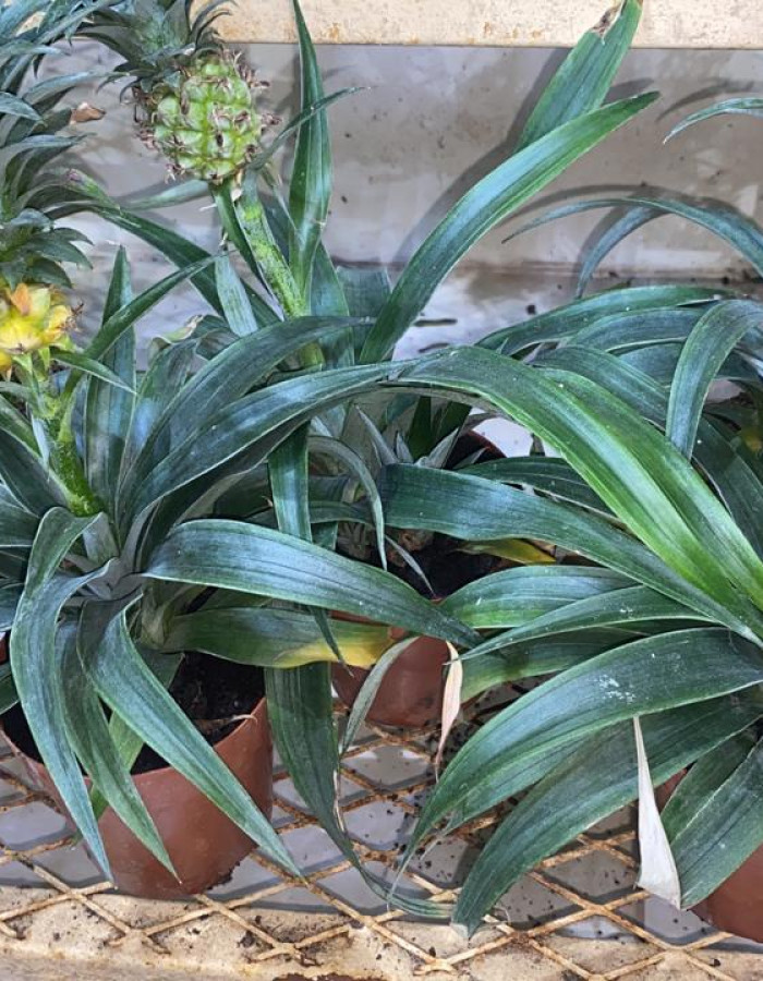 شتلات انناس داخلي شتلات انناس داخلي