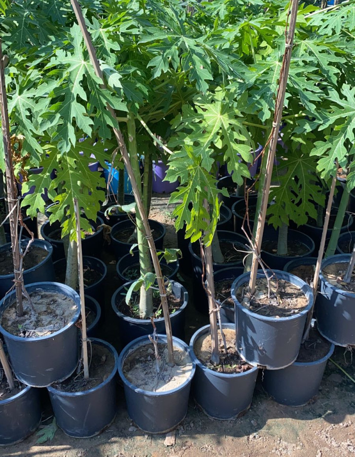 شتلات ببايا رد ليدي  شتلات ببايا رد ليدي