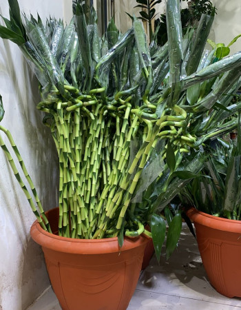 ساق البامبو ساق البامبو