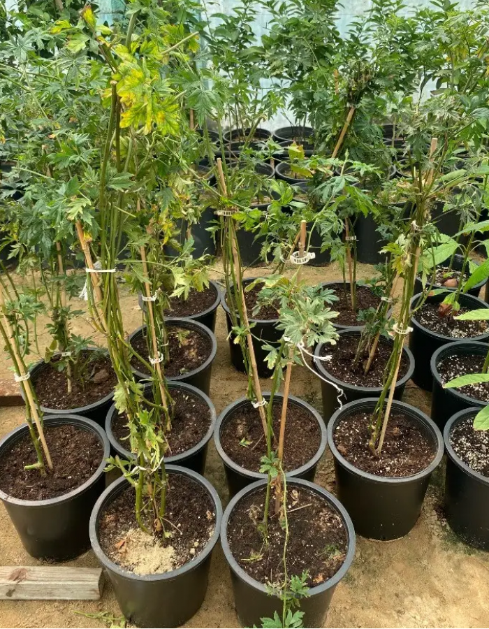 شتلات بلاك بيري شتلات بلاك بيري