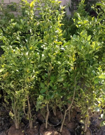 Key Lime Seedling  Key Lime Seedling