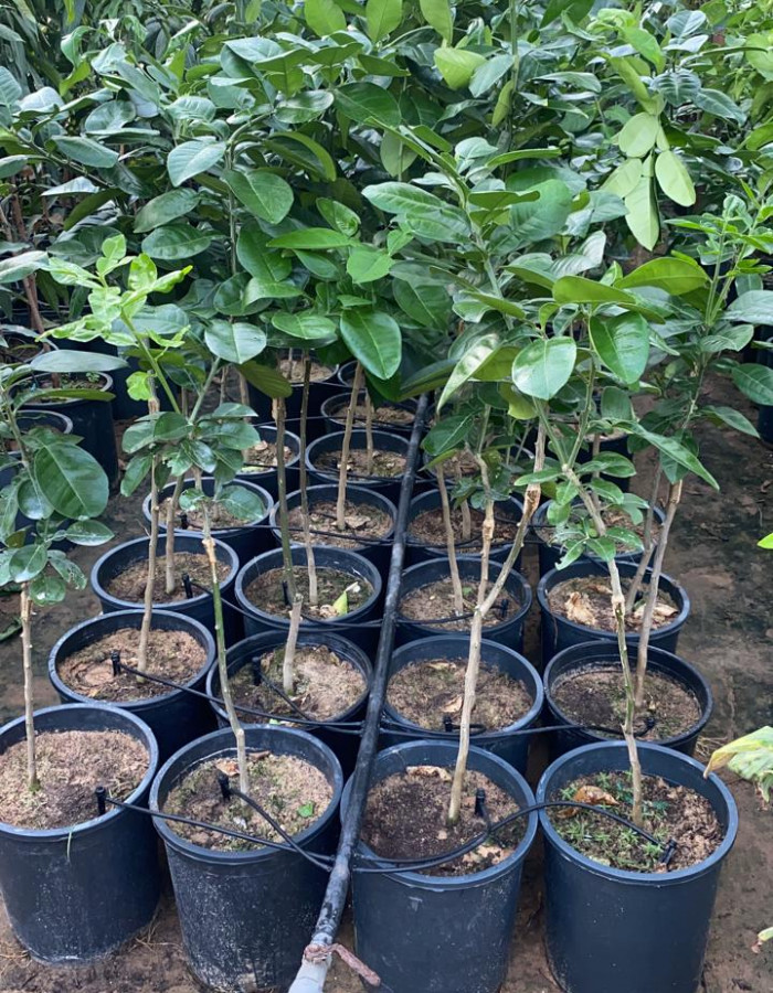 Red And White pomelo Seedlings Red And White pomelo Seedlings