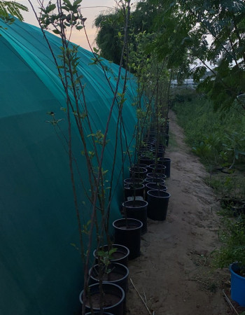 Anna Apple Seedlings Anna Apple Seedlings