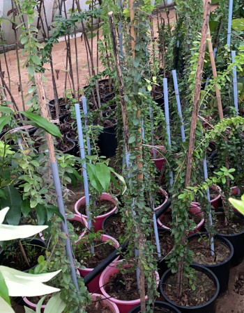 شتلات توت برتقالي  شتلات توت برتقالي