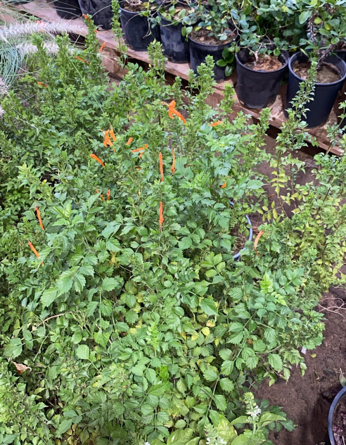 شتلات تيكوماريا شتلات تيكوماريا