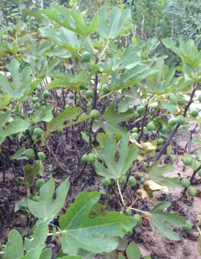 شتلات تين شتلات تين