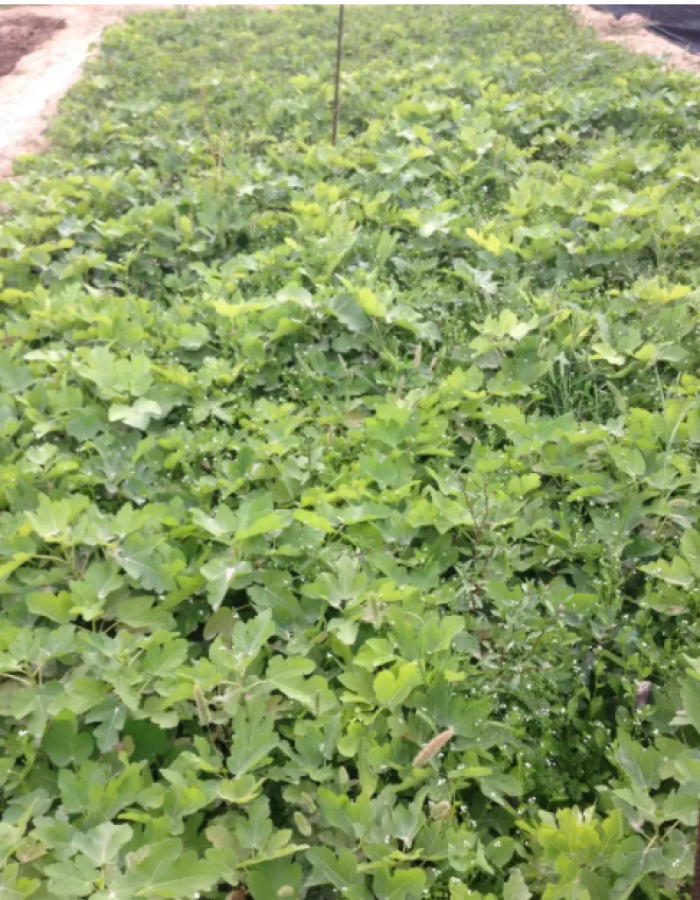 شتلات تين شتلات تين