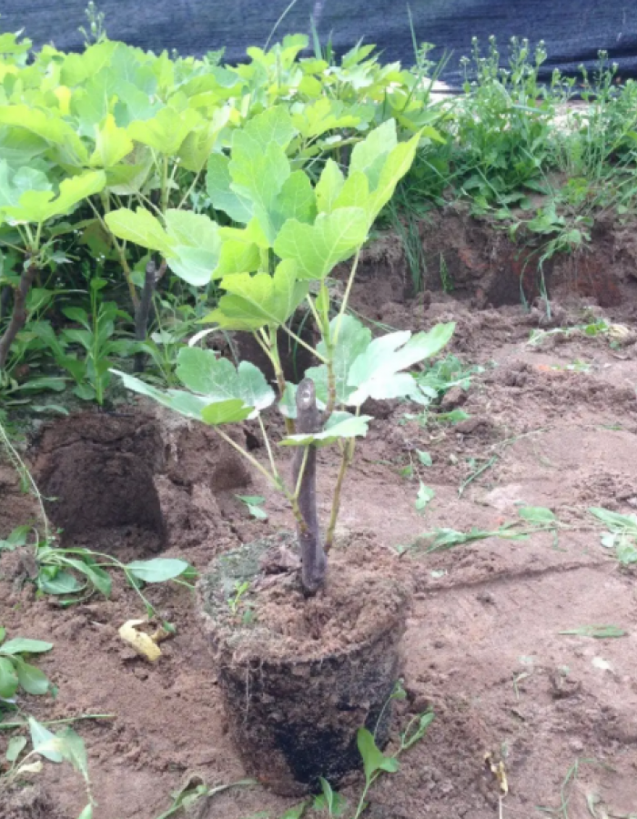 شتلات تين شتلات تين