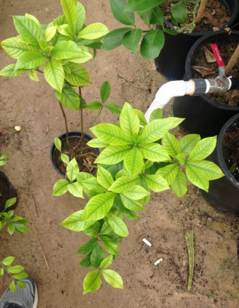 شتلات جاردينا  شتلات جاردينا