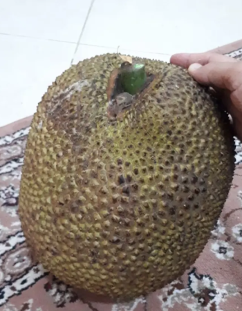 شتلات جاك فروت شتلات جاك فروت