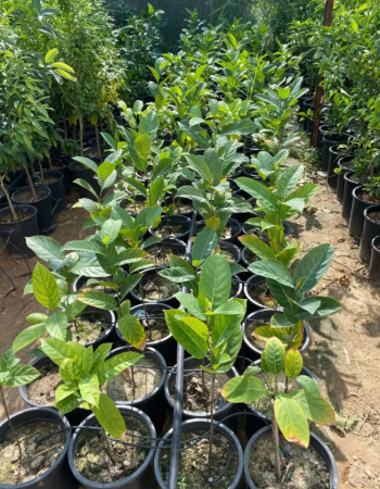 شتلات جاك فروت شتلات جاك فروت