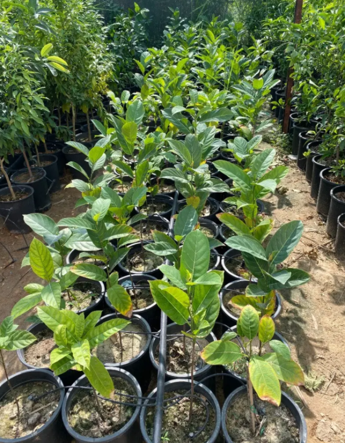 شتلات جاك فروت شتلات جاك فروت