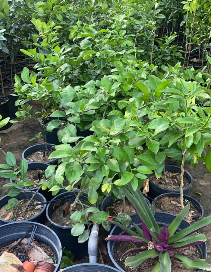 Red And white Grapefruit Seedlings
