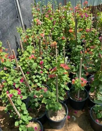 Colorful Bougainvillea Seedlings Colorful Bougainvillea Seedlings