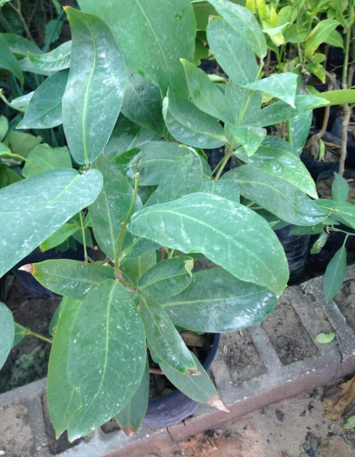 شتلات جوافة  شتلات جوافة