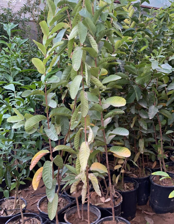 Chinese guava Seedlings Chinese guava Seedlings
