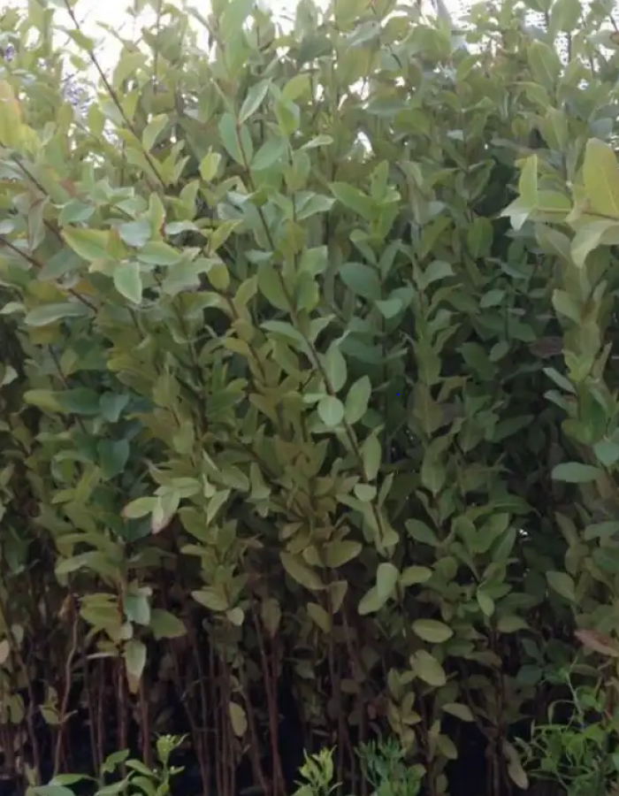 شتلات جوافة احمر  شتلات جوافة احمر