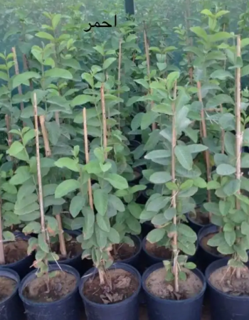 شتلات جوافة احمر  شتلات جوافة احمر