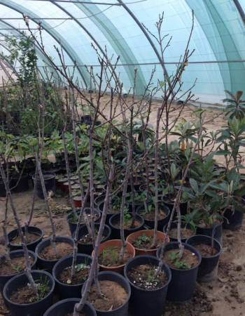 Ajami Peach tree Ajami Peach tree