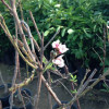 Ajami Peach tree Ajami Peach tree