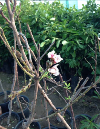 Ajami Peach tree Ajami Peach tree