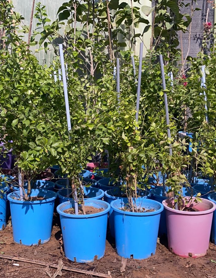 شتلات دورانتا شتلات دورانتا