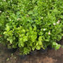 Arabian jasmine Seedlings Arabian jasmine Seedlings