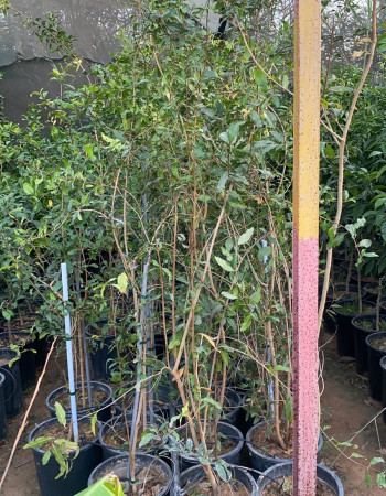 شتلات رمان يمني  شتلات رمان يمني